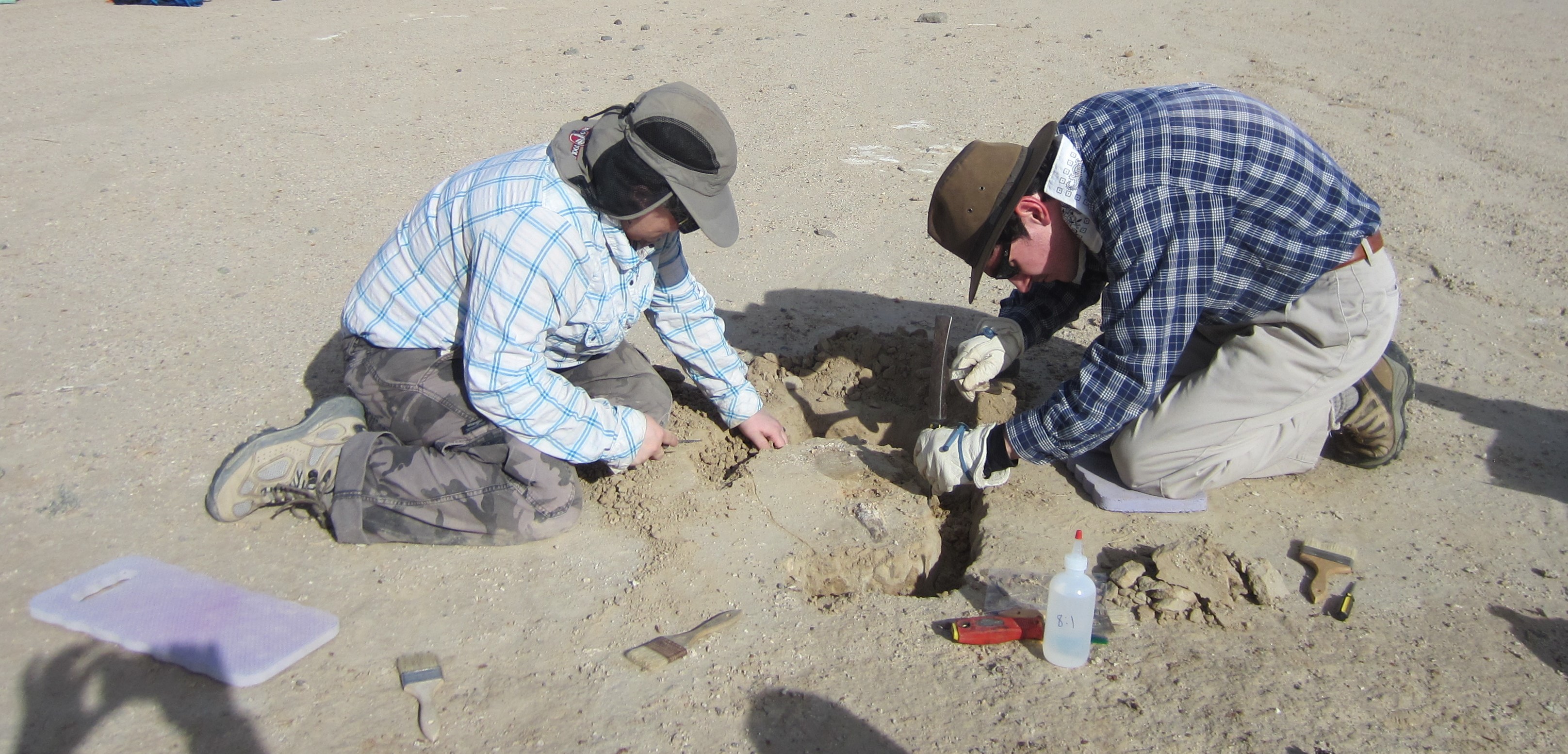 Paleontologists removing a specimen