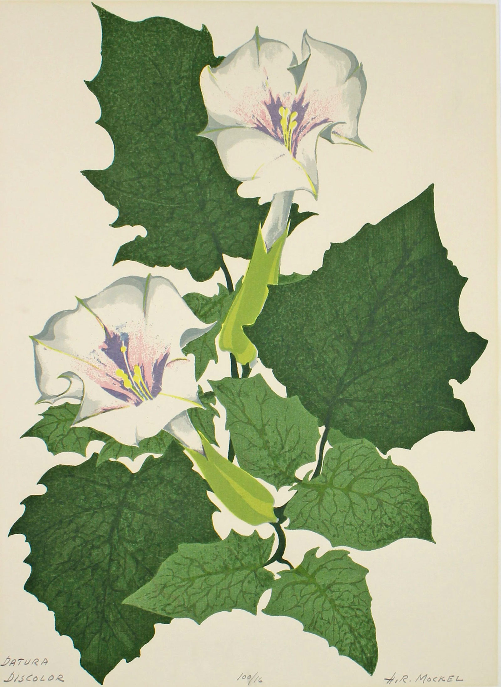 Datura, Jimson-weed print