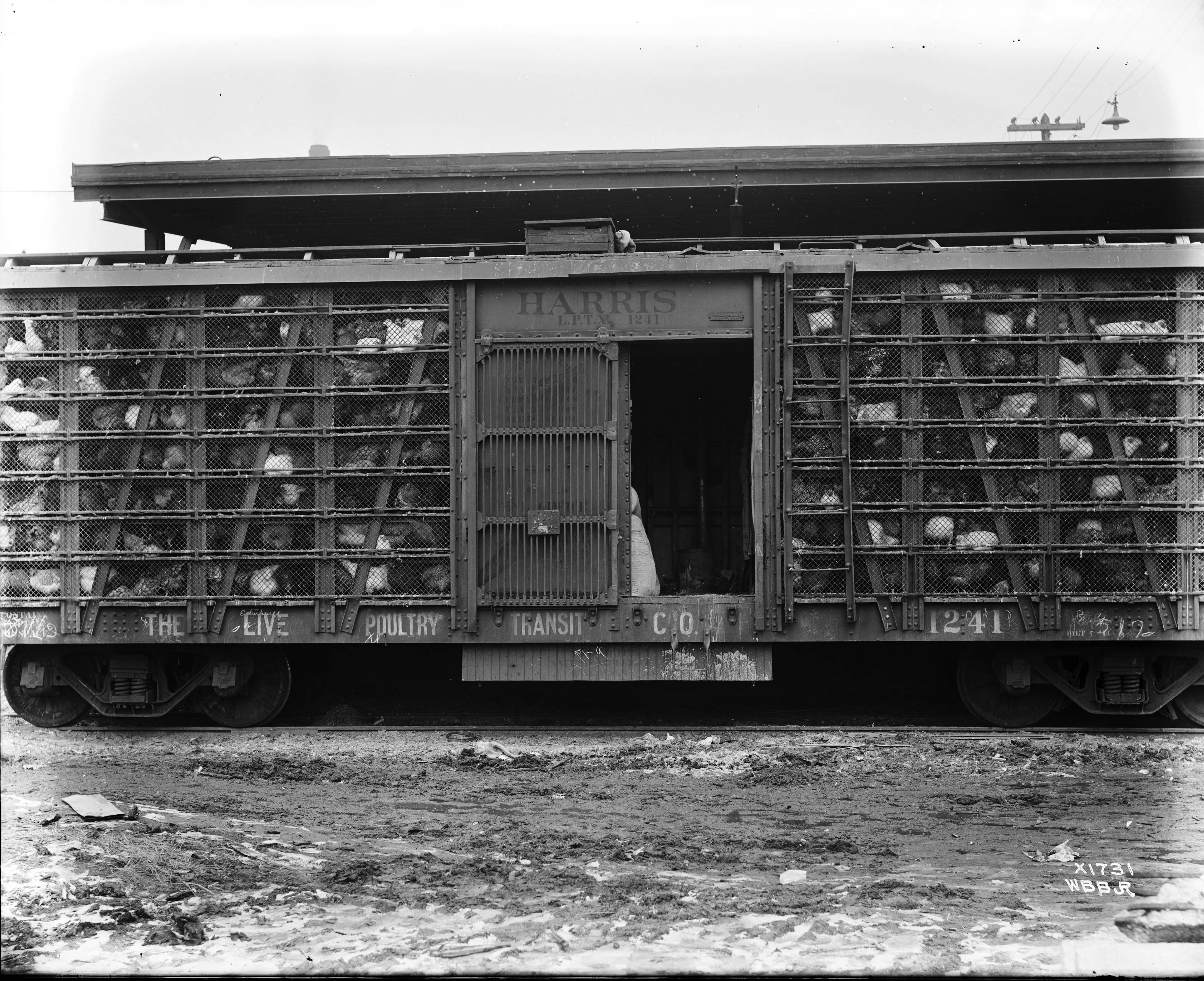 live Poultry Transit Company Car No. 1241