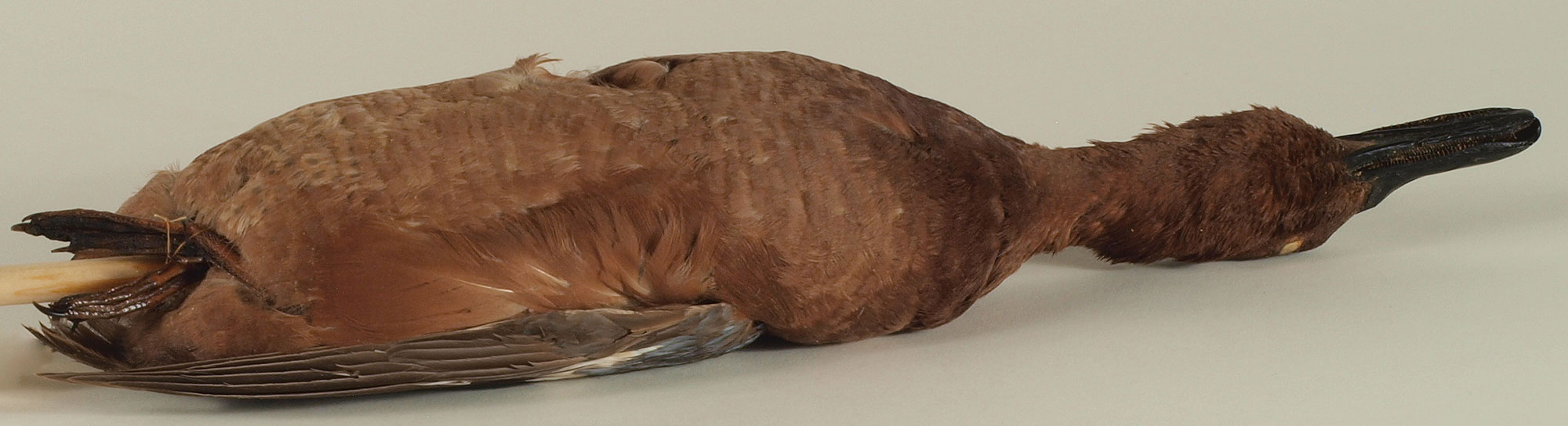 Cinnamon Teal Spatula cyanoptera