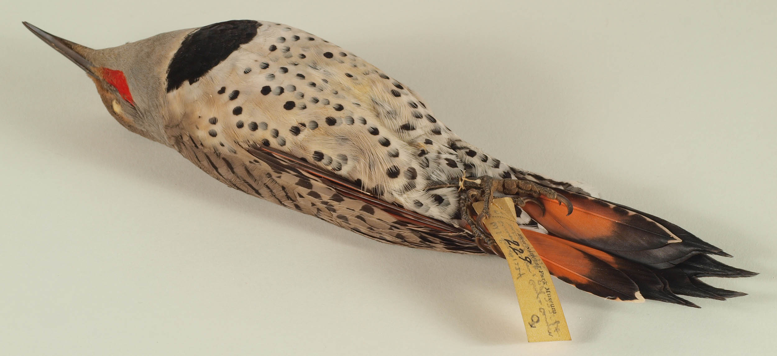 Northern Flicker Specimen back detail