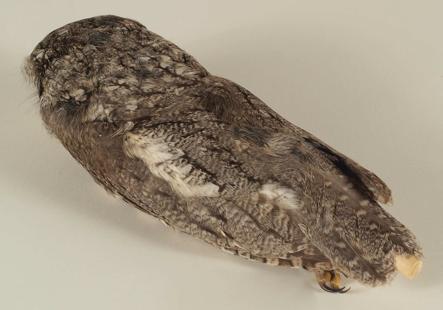 Detail of Western Screech-Owl claws