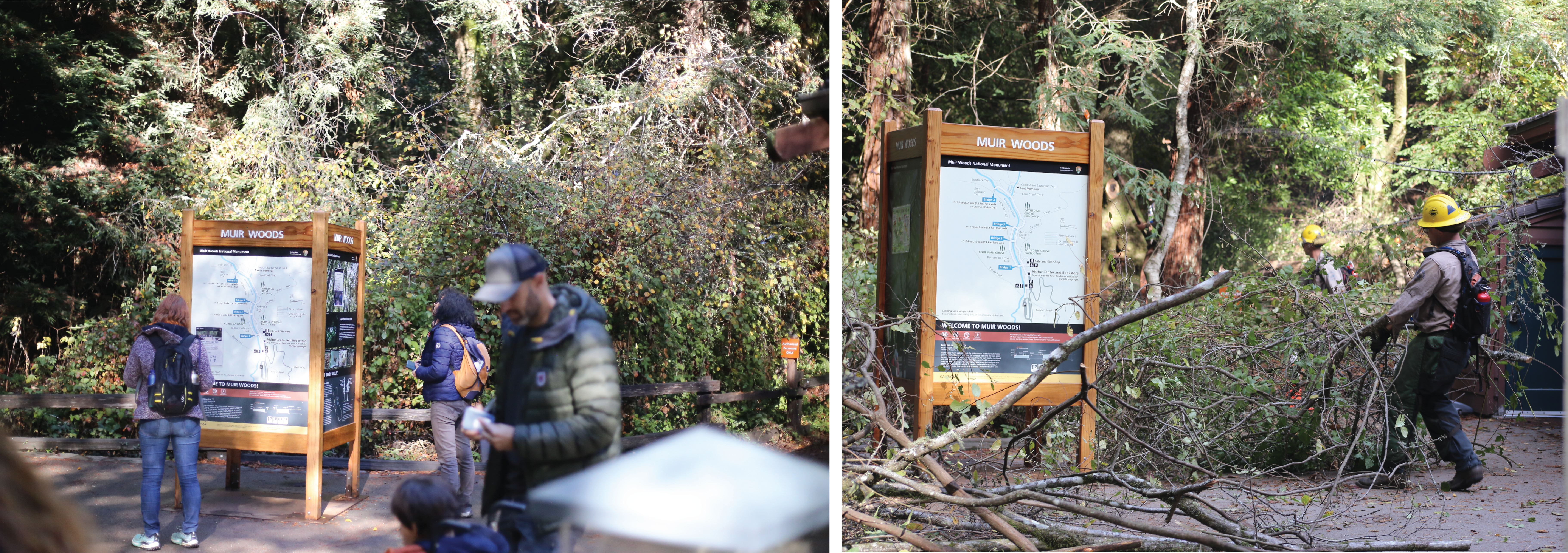 A side by side comparison of before and during excess plant removal.