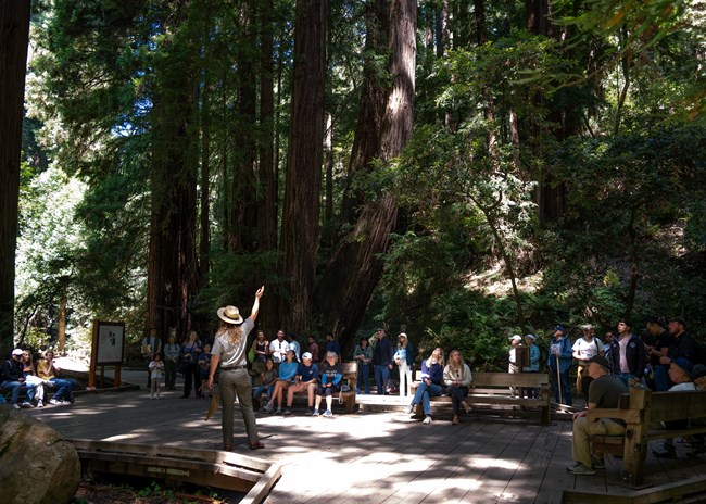 a ranger facing a crowd points up to the tall redwoods around them