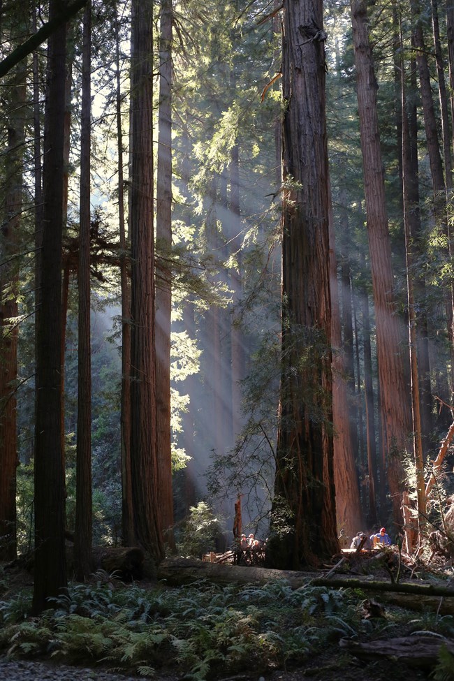beams of light shine between towering trees into a dark forest with people standing small at the bottom