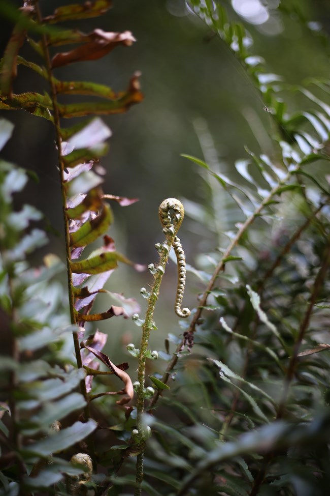 a fiddlehead unfurls from a fern