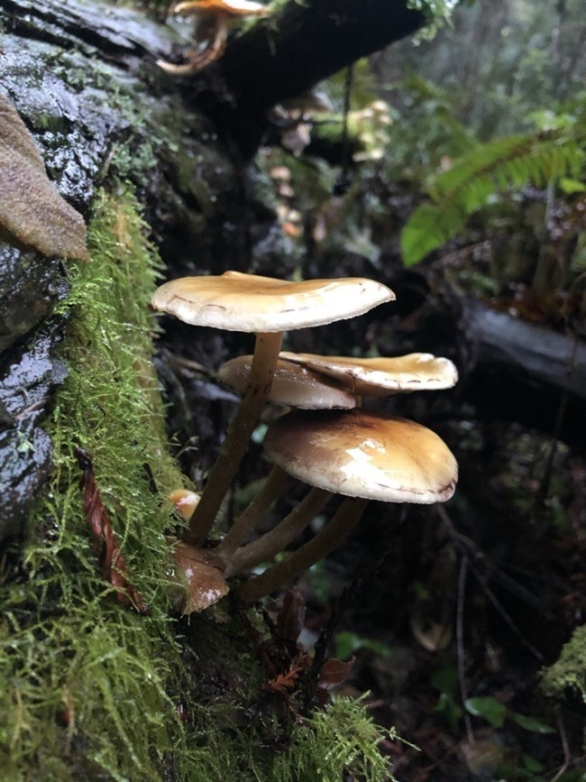 There are over 200 species of fungi at Muir Woods like these brown mushrooms growing out of this wet, moss-covered log.