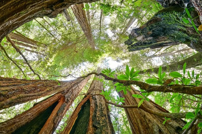 in a forest of massive redwoods, a small ground fire burns, tended by rangers