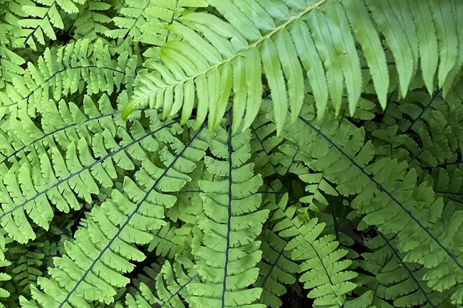 a five finger fern under a frond of western sword fern
