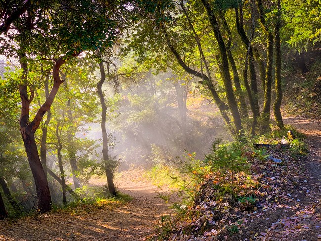 along a gravel path, twisting bay and madrone trunks grow in dappled light