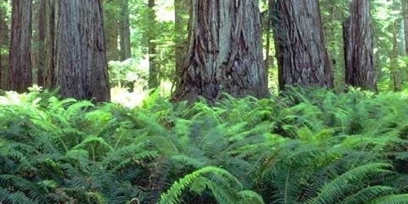 Coast Redwoods and western sword ferns. 