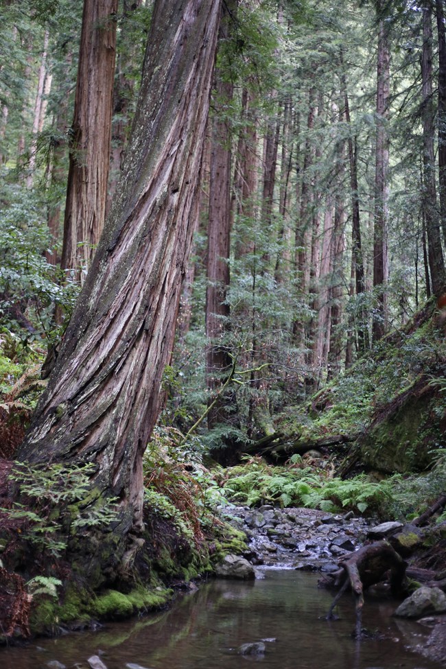 the twisting trunk of a towering coast redwood above a quiet creek
