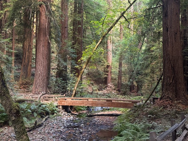 a bridge crosses a meandering, rocky creek in a lush forest of redwoods and other trees