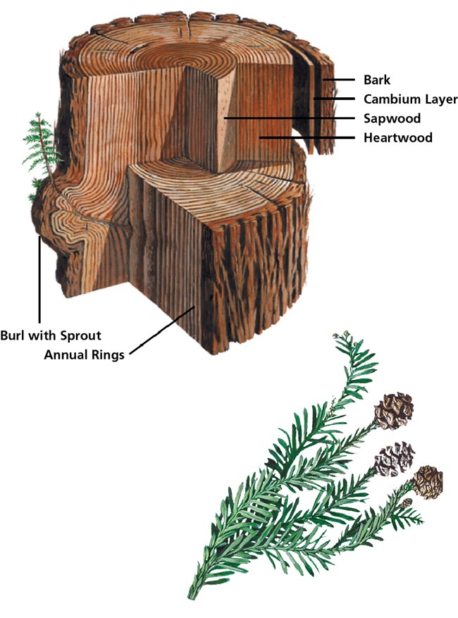 Tree stump cross section showing rings