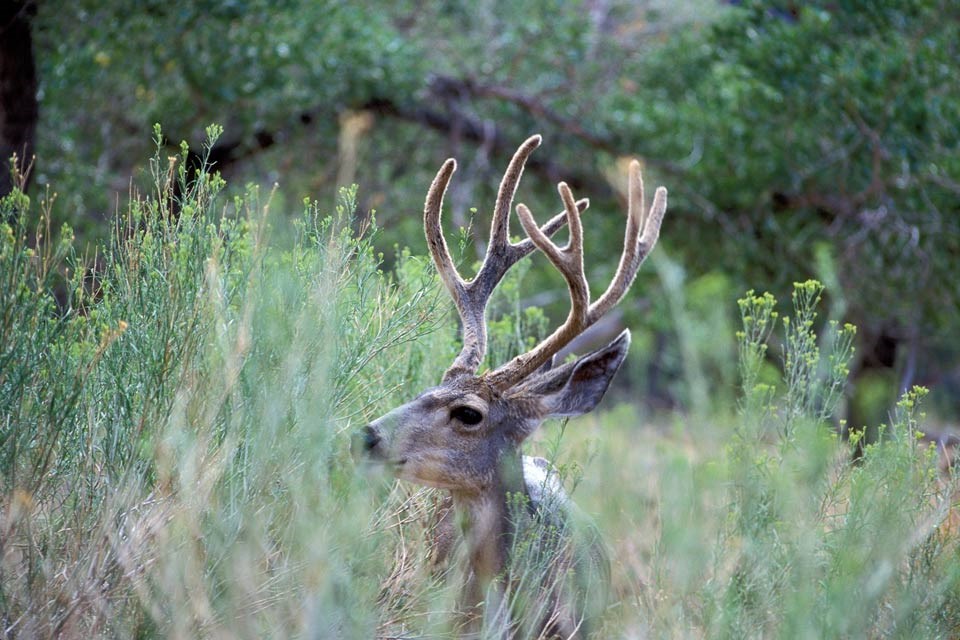 mule deer buck sitting in tall grass