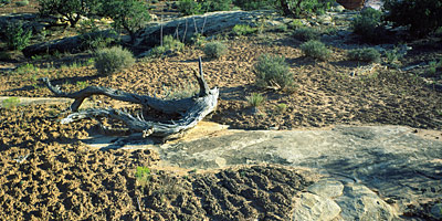 Biological soil crust