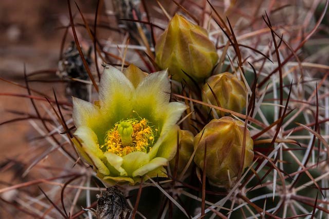 fishhook cactus with yellow bloom