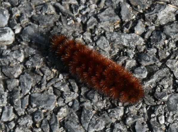 A fuzzy caterpillar walks on a branch