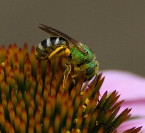 A green bee is on a purple flower