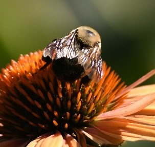 A brown bee sits on an orange flower