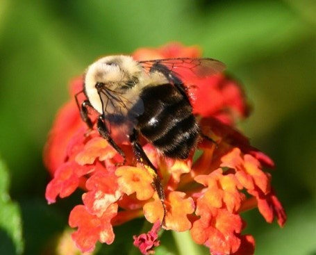 A small bee hovers over flowers