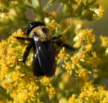 A small bee is on a flower