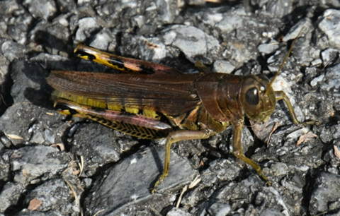 A green and brown grasshopper on rocks