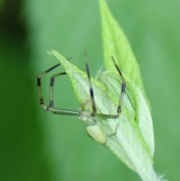 A green spider blends in with a green leaf