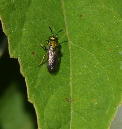 A small green bee is on a leaf