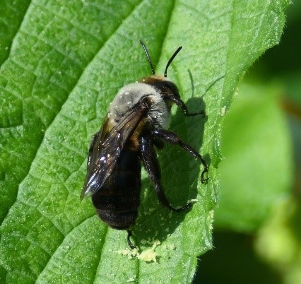 A bee is on a leaf