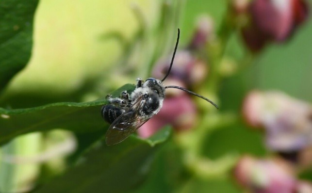 A bee with long antennae is on a flower