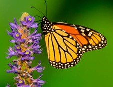 A orange and yellow butterfly is on a flower