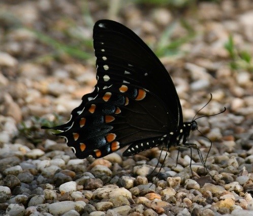 A black butterfly with colored spots on its tail