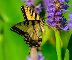 A yellow butterfly with black stripes is on a flower