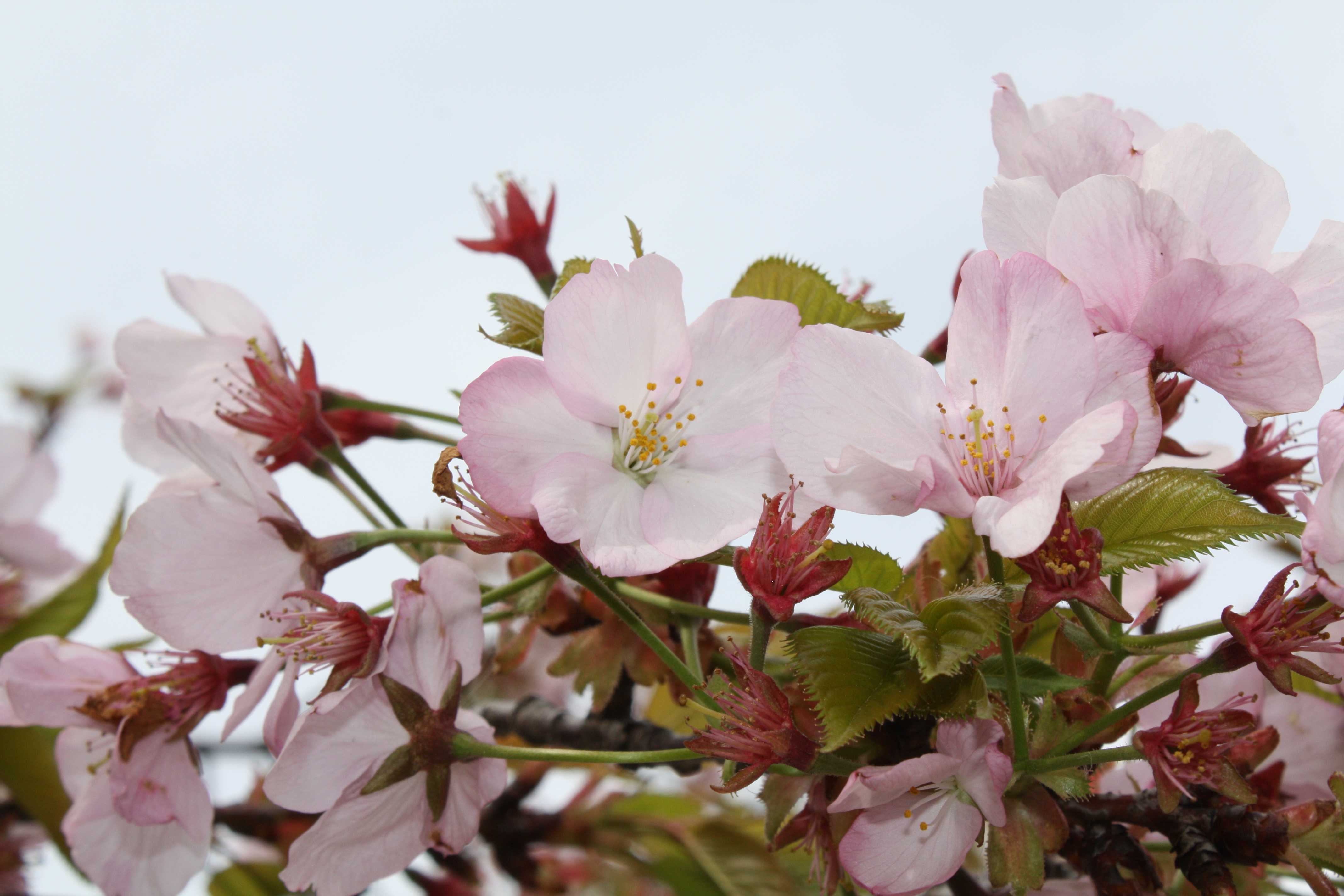 MOFA: Japan-U.S. Cherry Blossom Centennial