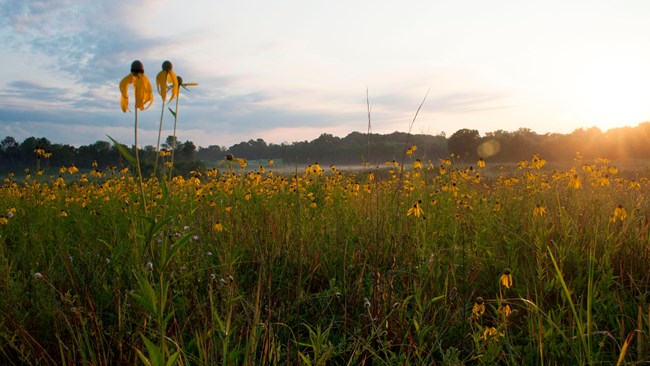 Wildflowers in a field with a setting sun.