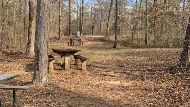 Picnic tables in a forested area.