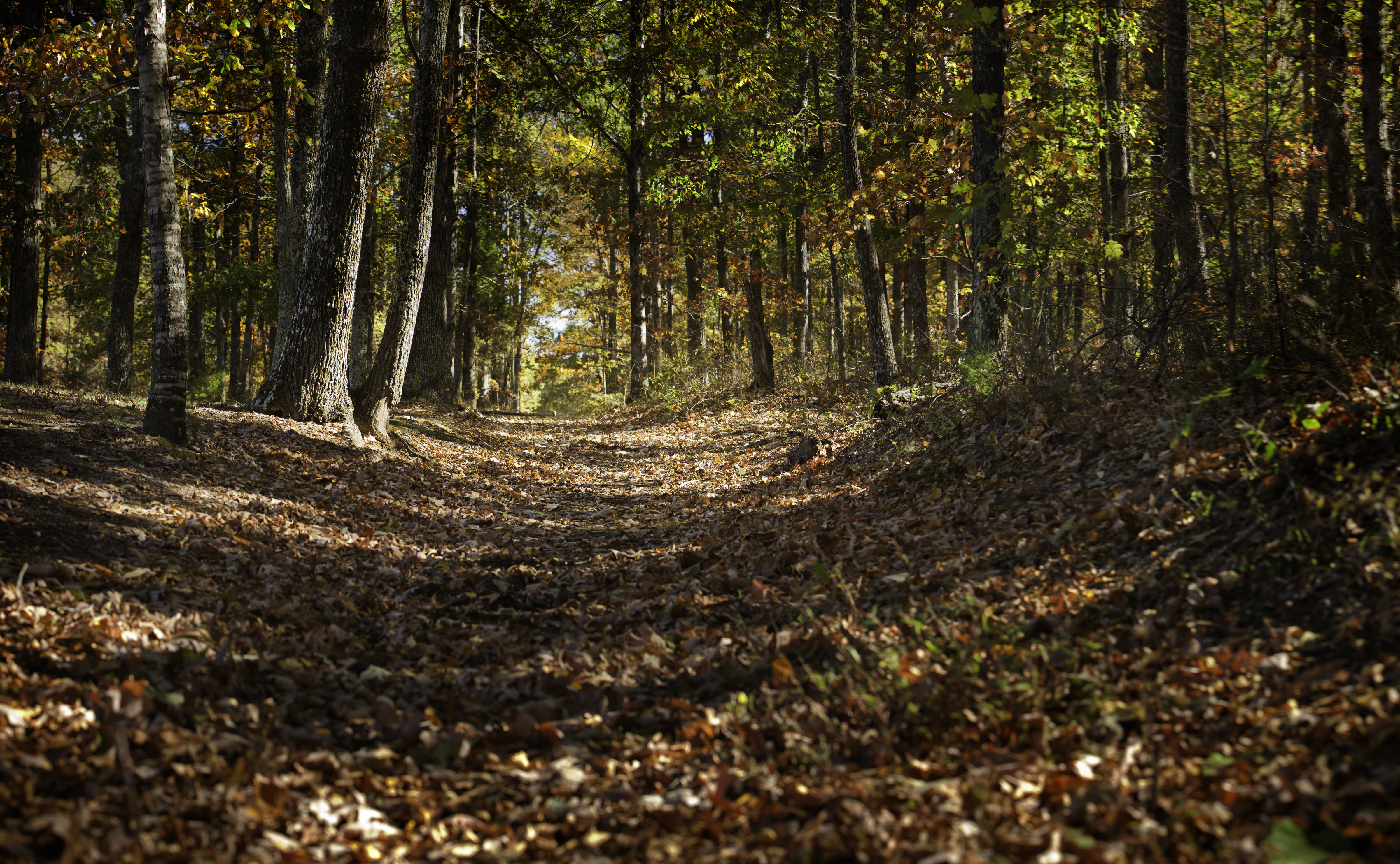 A trail through a forest with orange and red leaves