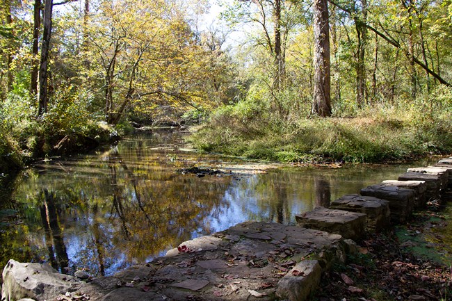 Square stones make a path across a stream in a forest.