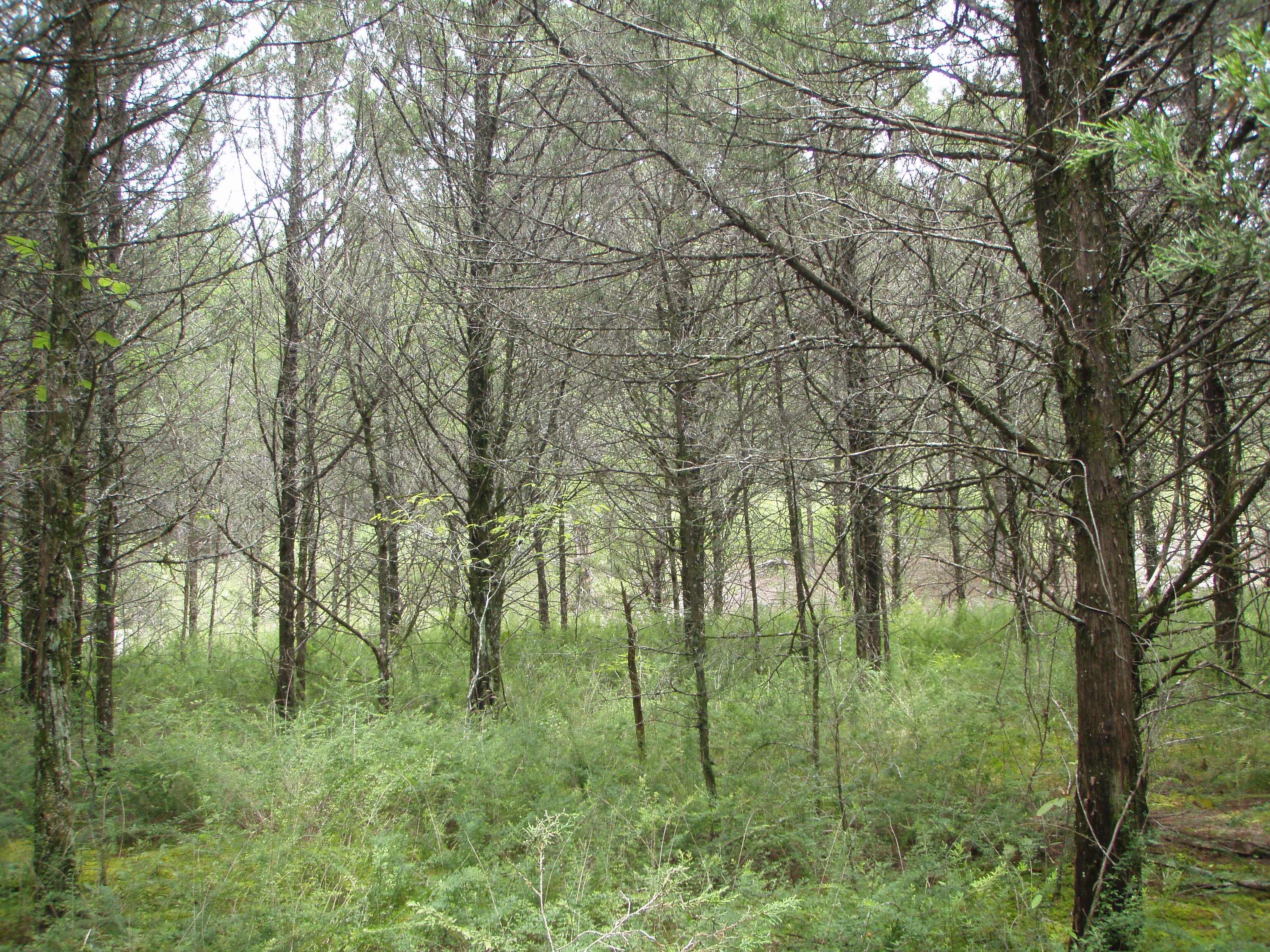 The blackbelt restoration site before using a GyroTrac.