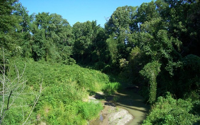 Invasive kudzu blankets the trees and banks of Oldfield Creek.