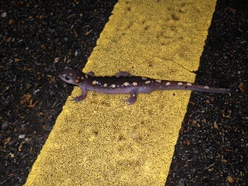 Spotted Salamander (Ambition maculate) crossing the parkway.