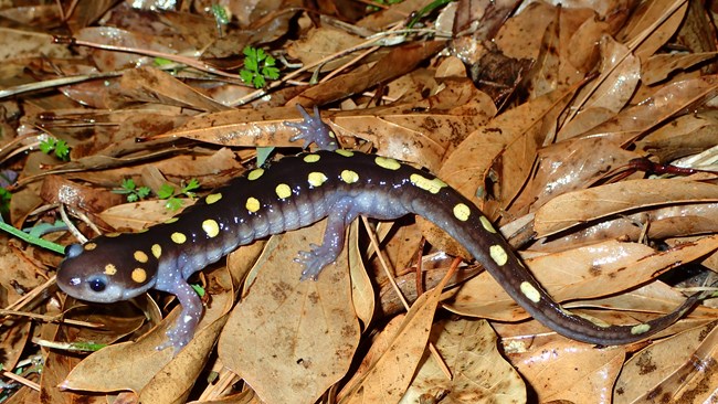 A black salamander with several round yellow spots in brown leaves.
