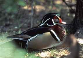 A wood duck