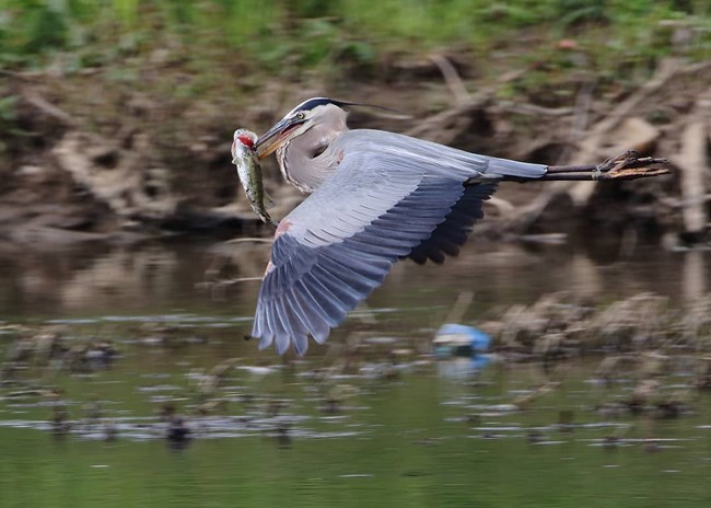 A large gray-blue bird with long legs in flight with a fish in its mouth.