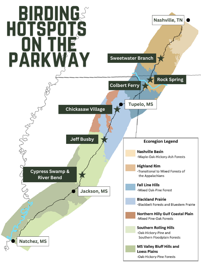 A simple map of the Natchez Trace Parkway showing major cities along the route and six sites for birding notated with stars.