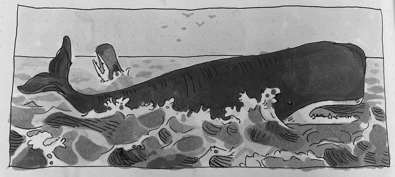 Artist In Residence Kate Sheridan black and white illustration of a sperm whale splashing in water
