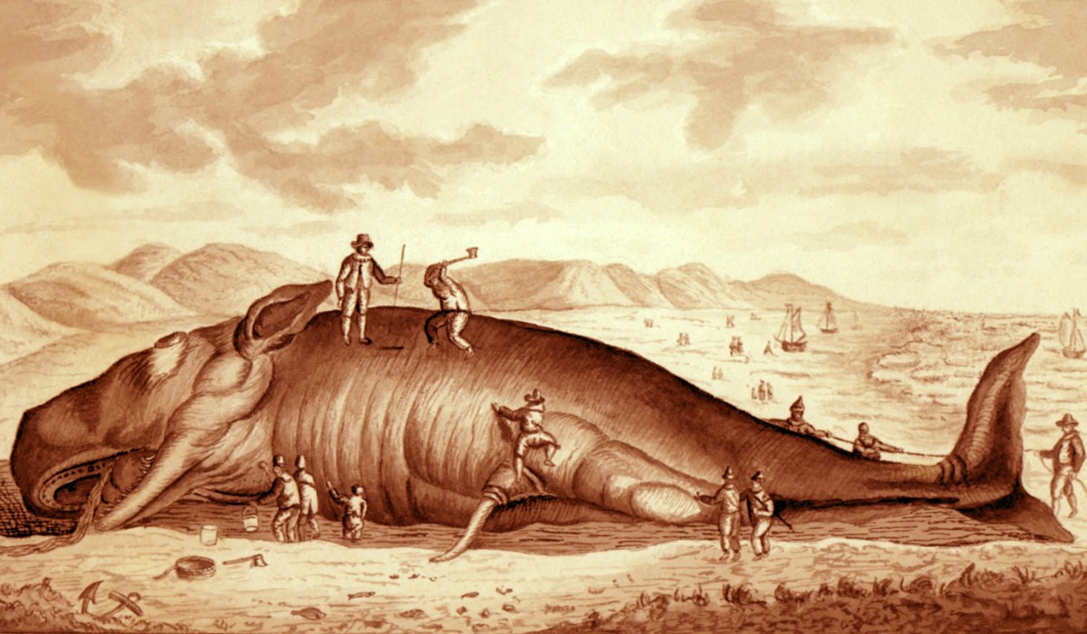 Drawing, flensing a beached whale.