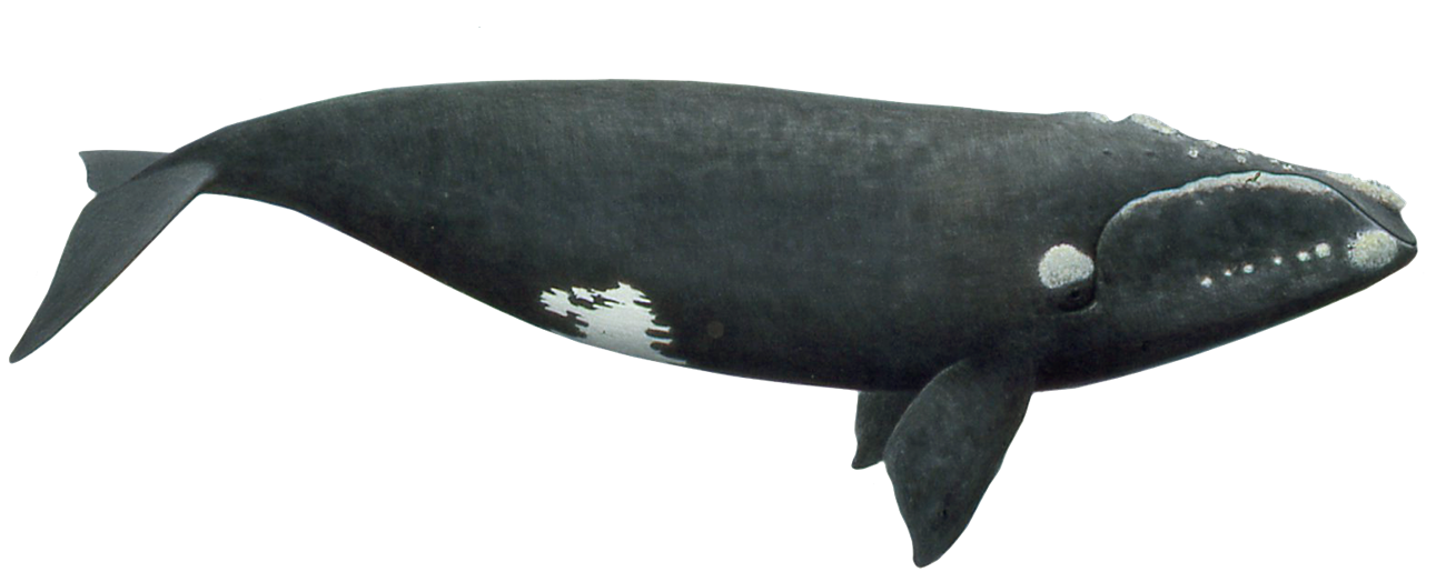 North Atlantic right whales have a stocky black body, with no dorsal fin. Their tail is broad, deeply notched, and all black with a smooth trailing edge.