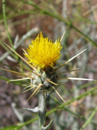 A yellow starthistle with grasses in the background.